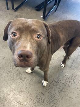 Rescue Mixed Breed Dogs for Adoption in Mishawaka, Indiana - Handsome | PetCurious