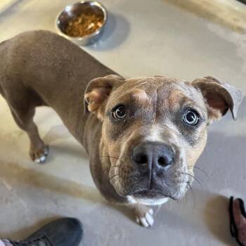 Mixed Breed Dogs Available for Adoption - Joy | PetCurious