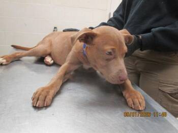 Mila (300) -  Pit Bull Terrier Dog for Adoption in Marietta, Georgia - Mila (300) | PetCurious