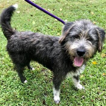 Rescue Schnauzer and Briard Dogs for Adoption in Carencro, Louisiana - Martini | PetCurious