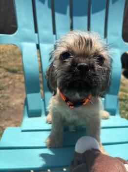 Venus -  Pug and Shih Tzu Dog for Adoption in San Diego, California - Venus | PetCurious