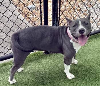 MIRABEL -  American Staffordshire Terrier and Mixed Breed Dog for Adoption in Sarasota, Florida - MIRABEL | PetCurious