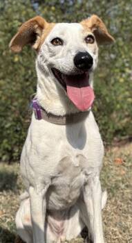 Rescue Shepherd and Mixed Breed Dogs for Adoption in San Antonio, Texas - Sasha | PetCurious