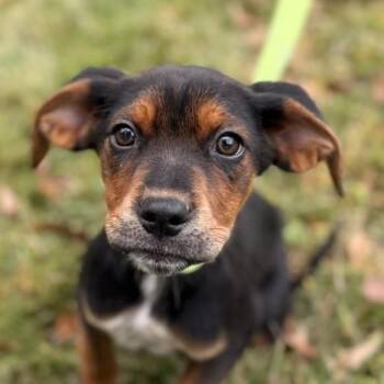 Rescue Hound and Labrador Retriever Dogs for Adoption in Locust Fork, Alabama - Darling | PetCurious