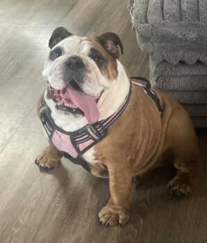 Skye -  English Bulldog Dog for Adoption in Grant-Valkaria, Florida - Skye | PetCurious