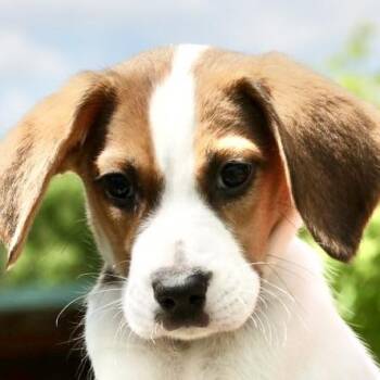 Beagle and Treeing Walker Coonhound Dogs Available for Adoption in Frederick, Maryland - Uno-Available! Www.LHAR.dog To Apply! | PetCurious