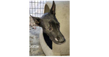 Rescue Dutch Shepherd Dogs for Adoption in Dallas, Texas - Deputy Dawgs: Dottie (CP) | PetCurious