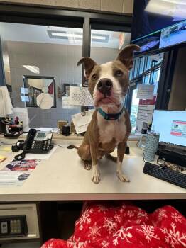 Pit Bull Terrier Dogs Available for Adoption in Gallatin, Tennessee - Turner | PetCurious