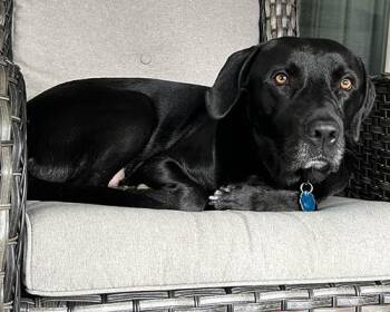 Rescue Black Labrador Retriever Dogs for Adoption in Lake Wylie, South Carolina - Quincey | PetCurious