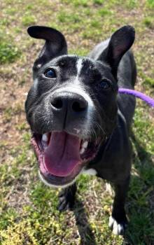 Pit Bull Terrier Dogs Available for Adoption in Manassas, Virginia - Luna (ID 49794/1518) | PetCurious