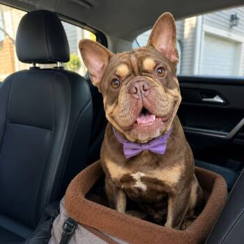 French Bulldog Dogs Available for Adoption in Lucas, Texas - BEAR GS  | PetCurious