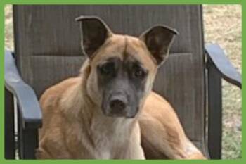 Diesel -  German Shepherd Dog and Boxer Dog for Adoption in Amherst, Massachusetts - Diesel | PetCurious