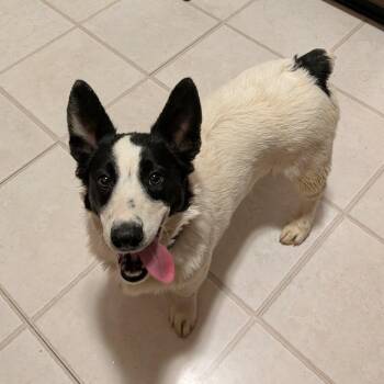 Alvin -  Corgi and Australian Shepherd Dog for Adoption in Brockport, New York - Alvin | PetCurious