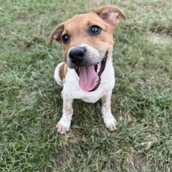 Waffle -  Australian Cattle Dog Blue Heeler and Jack Russell Terrier Dog for Adoption in Grafton, Massachusetts - Waffle | PetCurious