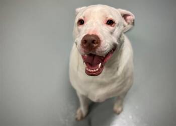 Rescue Labrador Retriever and Pit Bull Terrier Dogs for Adoption in St. Cloud, Florida - KODAK | PetCurious