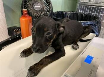 BIANCA -  Labrador Retriever and Mixed Breed Dog for Adoption in Grand Prairie, Texas - BIANCA | PetCurious