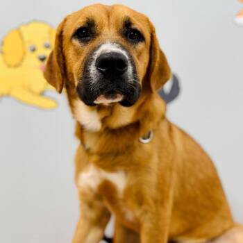 Max -  Mountain Cur Dog for Adoption in Lebanon, Missouri - Max | PetCurious