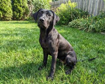 Hound Dogs Available for Adoption in Sebastian, Florida - Nona | PetCurious