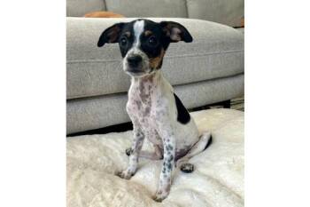 Pool Bikini -  Chihuahua and Dachshund Dog for Adoption in Palo Alto, California - Pool Bikini | PetCurious