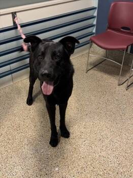 RIOT -  German Shepherd Dog and Mixed Breed Dog for Adoption in Doral, Florida - RIOT | PetCurious