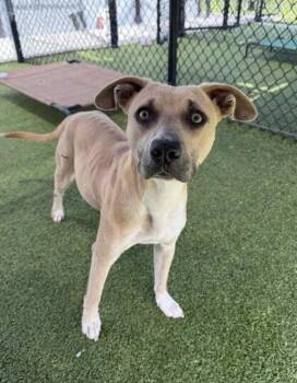 Meadow -  Terrier Dog for Adoption in Lafayette, Louisiana - Meadow | PetCurious