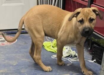 Rescue Terrier and Cattle Dog Dogs for Adoption in Simcoe, Ontario - JingerBaby | PetCurious