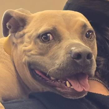 Rescue Pit Bull Terrier Dogs for Adoption in Wickenburg, Arizona - Tally | PetCurious