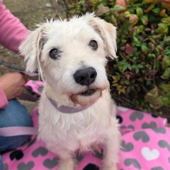 Maltese Dogs Available for Adoption - WILL | PetCurious