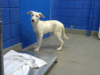 MAZANIO -  Labrador Retriever and Mixed Breed Dog for Adoption in Albuquerque, New Mexico - MAZANIO | PetCurious