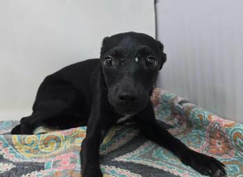 Rhubarb -  Chihuahua Dog for Adoption in New York, New York - Rhubarb | PetCurious