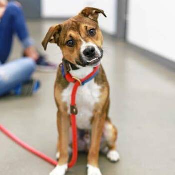 Cagney -  Chihuahua and Mixed Breed Dog for Adoption in Atlanta, Georgia - Cagney | PetCurious
