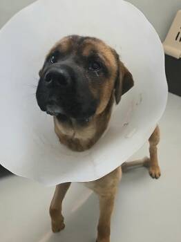 Mixed Breed Dogs Available for Adoption in Winnipeg, Manitoba - Wally | PetCurious