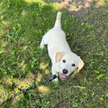 Bambi -  Mixed Breed Dog for Adoption in Athens, Ontario - Bambi | PetCurious