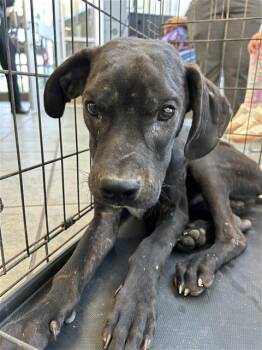 DANNY TREJO -  Labrador Retriever Dog for Adoption in San Antonio, Texas - DANNY TREJO | PetCurious