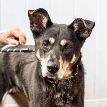 Mixed Breed Dogs Available for Adoption in Chamblee, Georgia - Nita - IN FOSTER | PetCurious