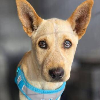 Mixed Breed Dogs Available for Adoption - Arizona | PetCurious