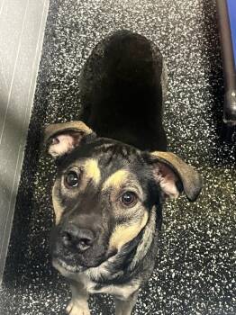 Sergeant -  German Shepherd Dog and Mixed Breed Dog for Adoption in Jackson, Tennessee - Sergeant | PetCurious