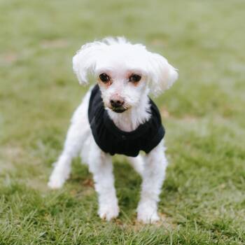 Poodle Dogs Available for Adoption - Rainbow Brite | PetCurious