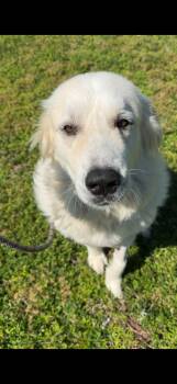 Great Pyrenees Dogs Available for Adoption in Boca Raton, Florida - Snow White III  | PetCurious