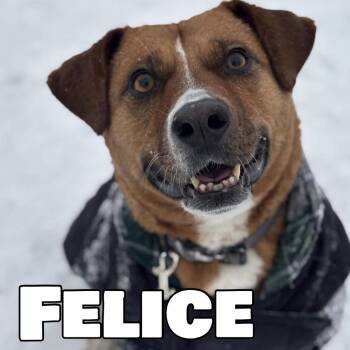 Rescue Mixed Breed and Labrador Retriever Dogs for Adoption in Mississauga, Ontario - Felice | PetCurious