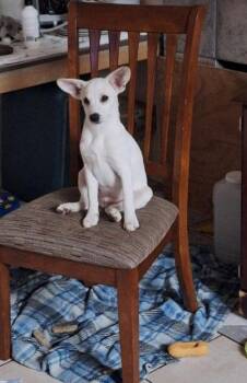 Chihuahua Dogs Available for Adoption in Mentone, California - Blanca | PetCurious