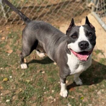 Mixed Breed Dogs Available for Adoption - Lila | PetCurious