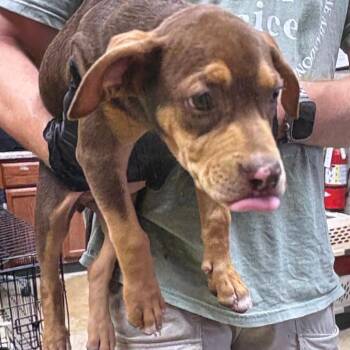 Ziplo- 102606U -  Terrier and Mixed Breed Dog for Adoption in Tupelo, Mississippi - Ziplo- 102606U | PetCurious