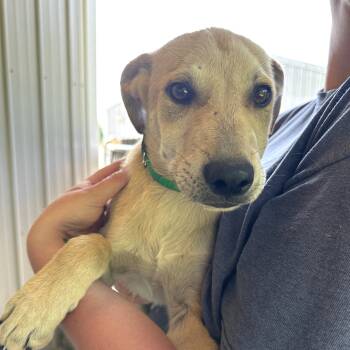 Rescue Labrador Retriever and Shepherd Dogs for Adoption in Little Rock, Arkansas - Finn | PetCurious