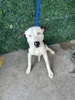 Rescue Pit Bull Terrier and Mixed Breed Dogs for Adoption in El Paso, Texas - Zeke* | PetCurious