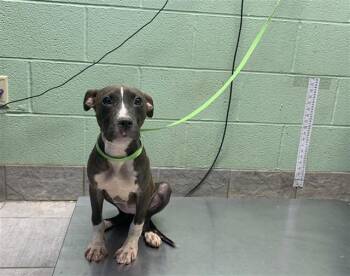 Rescue Staffordshire Bull Terrier and Mixed Breed Dogs for Adoption in Grand Prairie, Texas - OPALITE | PetCurious