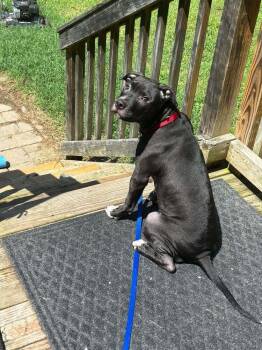 Lazer -  Mixed Breed Dog for Adoption in Milton, Delaware - Lazer | PetCurious