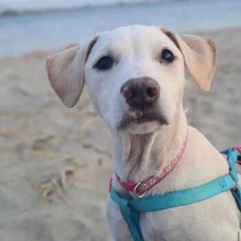 Labrador Retriever and Mixed Breed Dogs Available for Adoption in Carmel Hamlet, New York - Skye | PetCurious