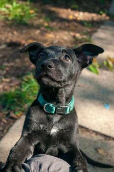Rescue Mixed Breed and German Shepherd Dog Dogs for Adoption in Bromley, Kentucky - Dumpling | PetCurious