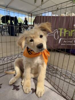 Great Pyrenees Dogs Available for Adoption in San Diego, California - Elton | PetCurious